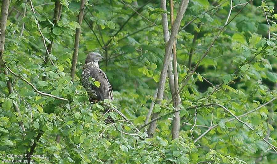 European Honey Buzzard