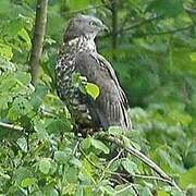 European Honey Buzzard