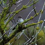 Cetti's Warbler