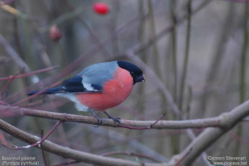 Eurasian Bullfinch