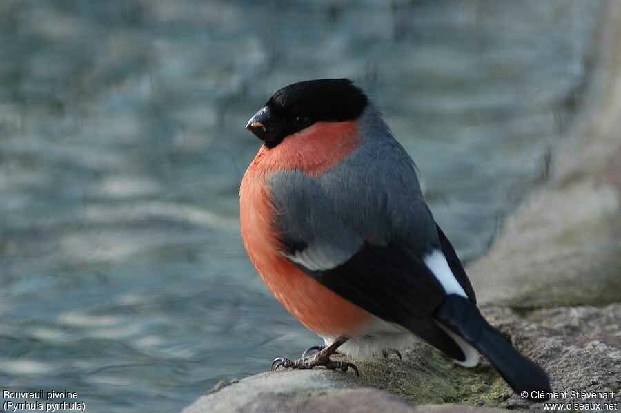 Eurasian Bullfinch