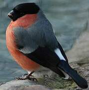 Eurasian Bullfinch