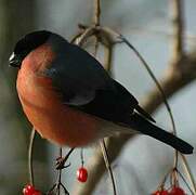 Eurasian Bullfinch