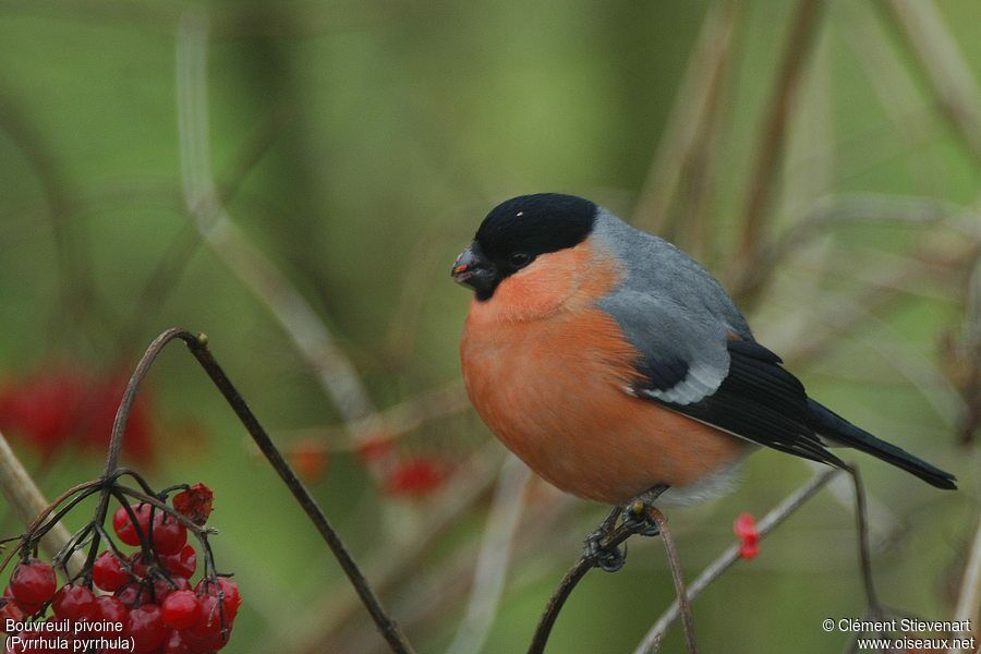 Eurasian Bullfinch