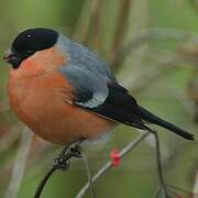 Eurasian Bullfinch