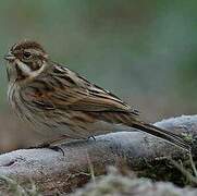 Common Reed Bunting