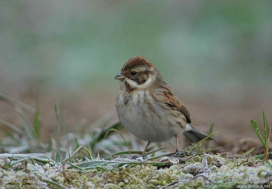 Bruant des roseaux