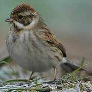 Common Reed Bunting