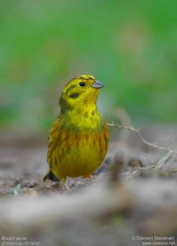 Bruant jaune