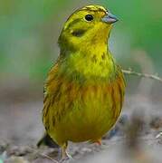 Yellowhammer