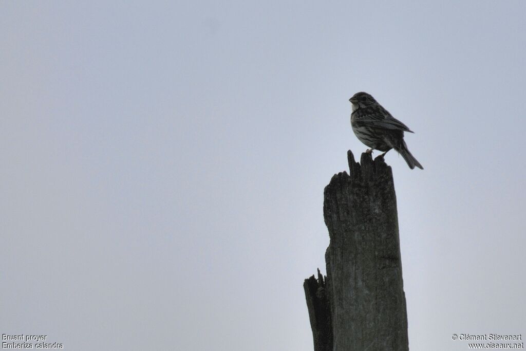 Corn Bunting, identification