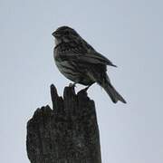 Corn Bunting