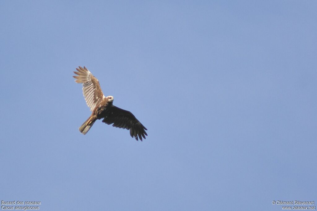 Western Marsh Harrier