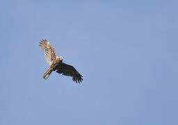 Western Marsh Harrier