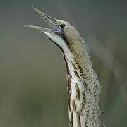 Eurasian Bittern