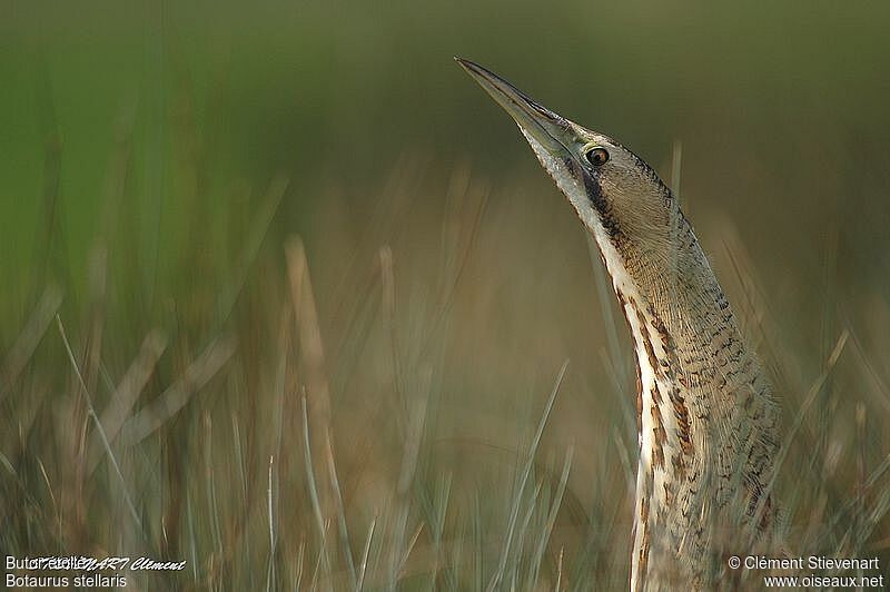 Eurasian Bittern