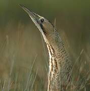 Eurasian Bittern