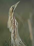 Eurasian Bittern