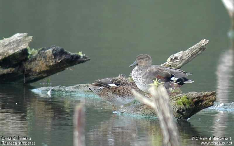 Canard chipeau