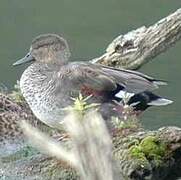 Canard chipeau