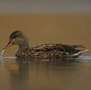 Gadwall