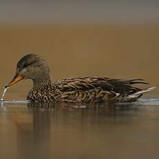 Canard chipeau