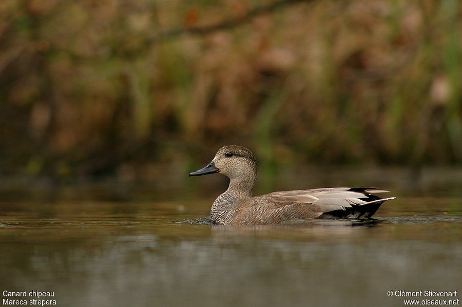 Gadwall