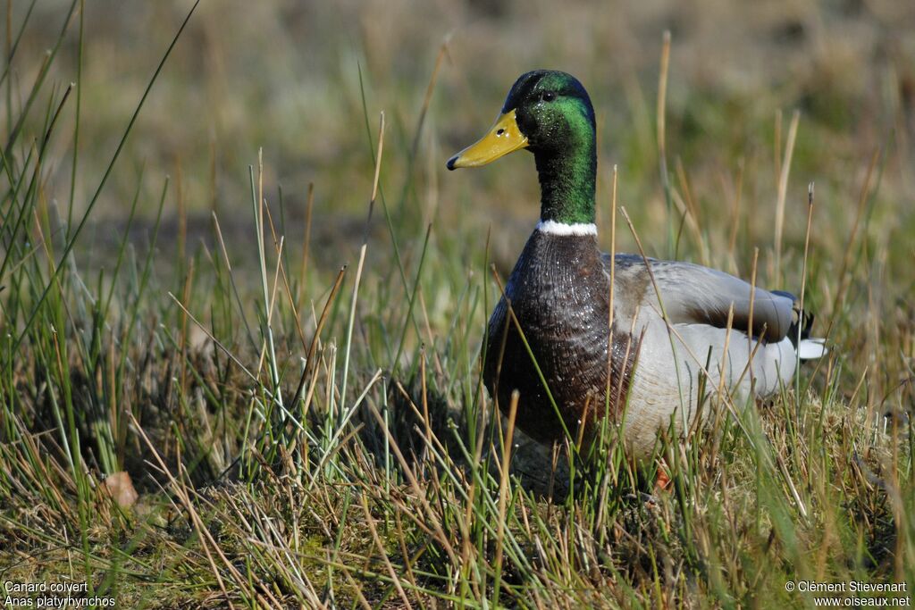 Canard colvert