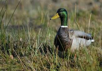 Canard colvert