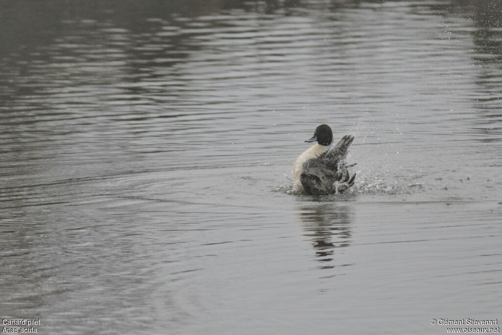 Canard pilet