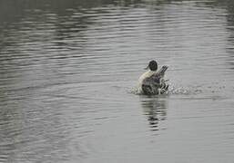 Northern Pintail