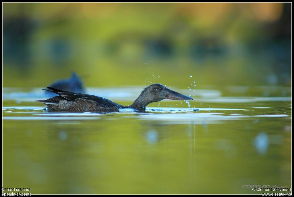 Canard souchet