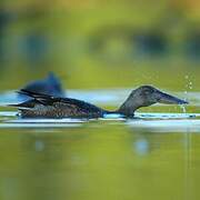 Northern Shoveler