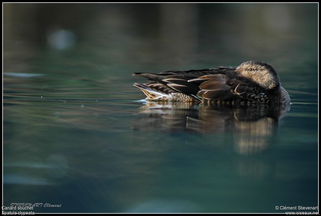 Canard souchet1ère année