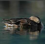 Northern Shoveler