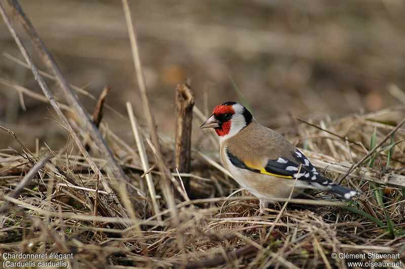 European Goldfinch