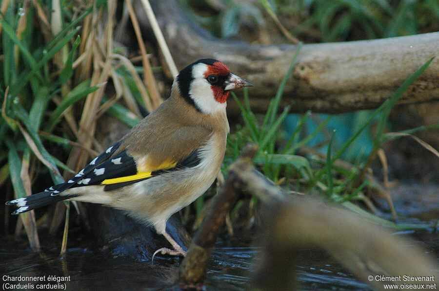 Chardonneret élégant