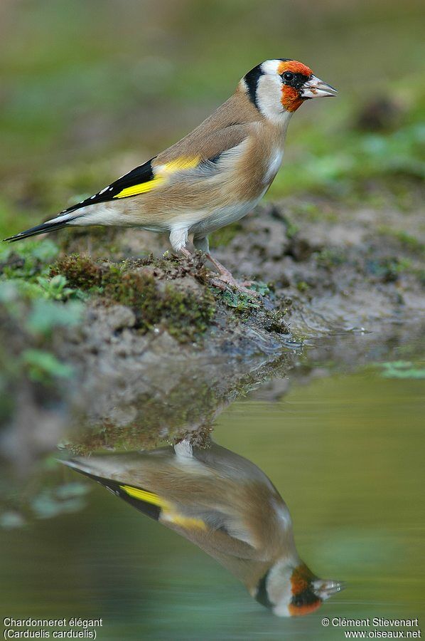 Chardonneret élégant