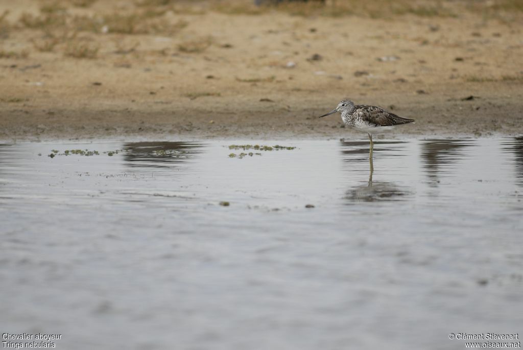 Common Greenshank