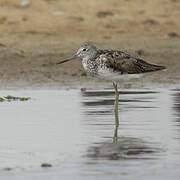 Common Greenshank