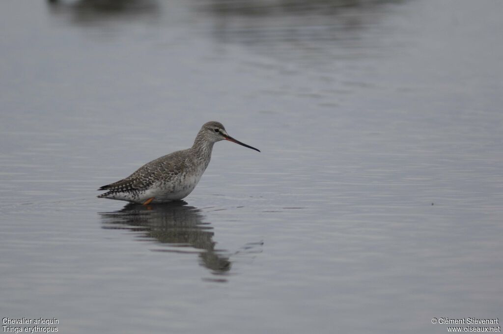 Spotted Redshank