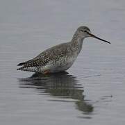 Spotted Redshank