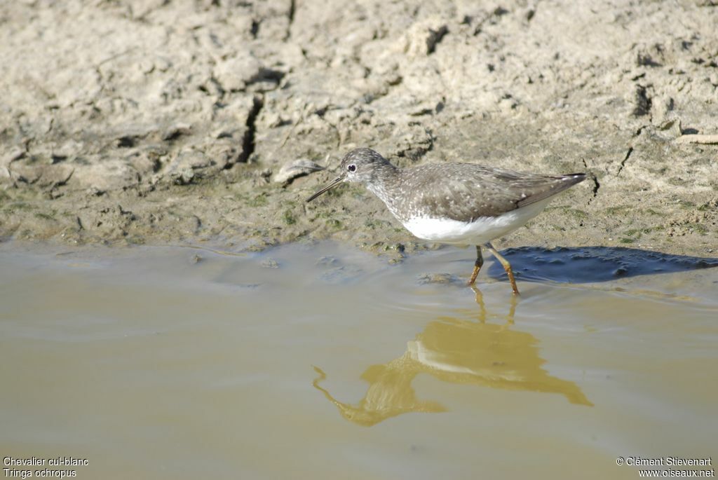 Green Sandpiper