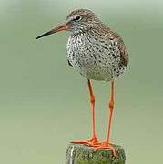 Common Redshank