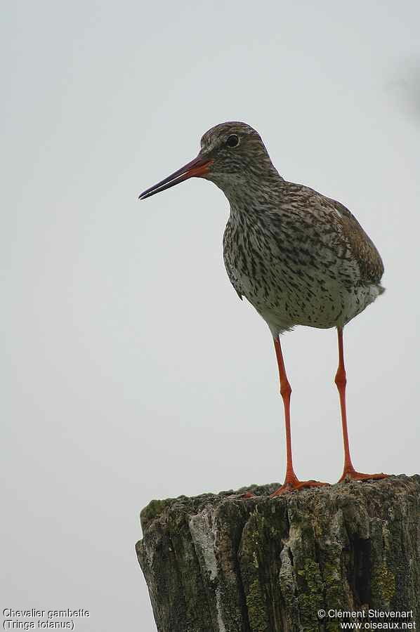 Common Redshank