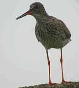 Common Redshank