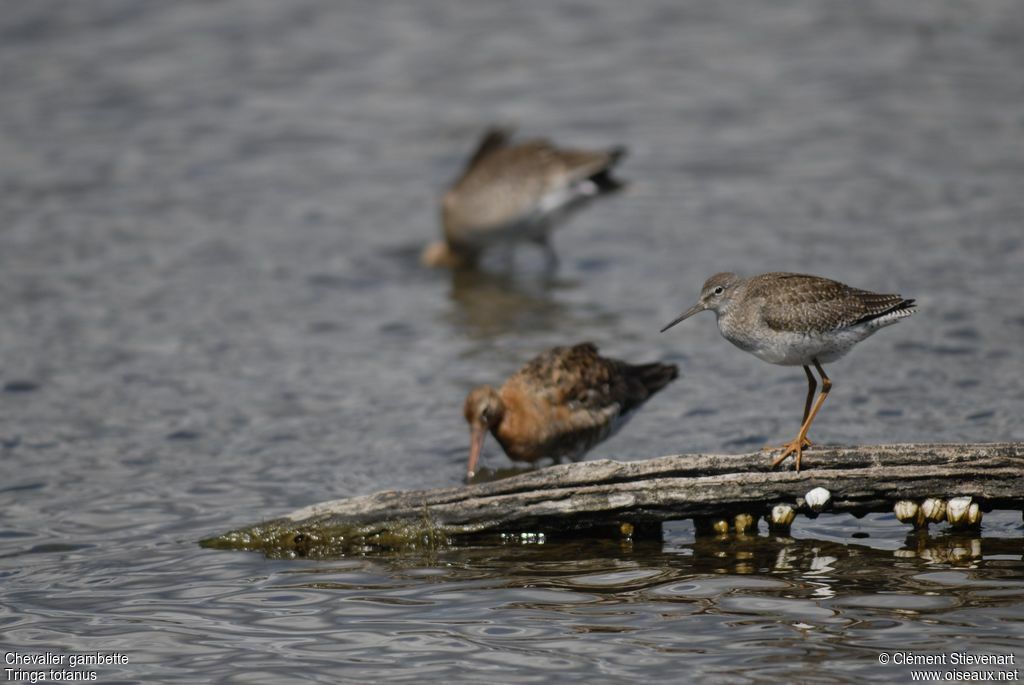 Common Redshank