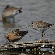 Common Redshank