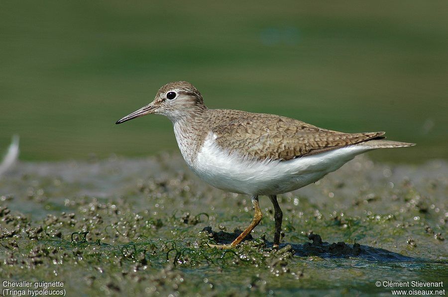 Common Sandpiper