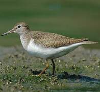 Common Sandpiper